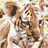 Animated sequence of a tiger's face transitioning through multiple poses with visible text reading 'Two Brothers' against a blue sky background.