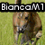 A four- of horse images with text overlays: top-left shows a brown horse running on grass, top-right features a white horse in motion with "Member" and "of" text, bottom-left displays a close-up of a brown horse's head, bottom-right is blank