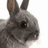 A static image with a pink background, featuring a grayscale rabbit photo on the left and pixelated white text on the right.