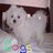 Pixelated static image of a white dog with dark eyes and nose, standing against a blurred background with colorful pixel clusters at the bottom.
