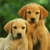 Two golden retriever dogs sit side-by-side against a blurred green background, one slightly behind the other, both facing forward with neutral expressions.
