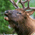 A pixelated elk head with antlers against a green background, next to bright green text reading 'Original Icons .com' on dark green.