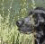 A four-quadrant displays a dog in grass, 'My Lab' text with pink heart, and colorful overlapping letters