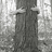A split-screen image with a grayscale tree on the left and green pixelated text on a yellow background reading 'trees need hugs too' on the right.