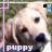 iconhell_bapity88_puppyluv
