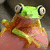 Green frog with large eyes perched on a pink surface, displaying text overlays in blue pixelated font against green backgrounds.
