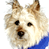 Animated contact sheet showing two frames of a dog icon with blue collar and