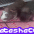 A pixelated image shows a dark-furred animal lying on a pink patterned surface with white text reading 'atasha' in blue outline.