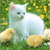 Animals icons for AIM, MSN, MySpace and Yahoo