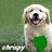 A golden retriever puppy sits on grass holding a heart that changes color across four : green, white, red, blue