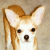 Pixelated close-up of a dog's face with large upright ears, dark eyes, and a small nose against a light brown background.