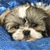 Pixelated close-up of a dog's face with light brown and white fur against a blue background, showing eyes, nose, and mouth details.