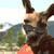 Animated sequence showing a kangaroo's face with changing background and repeated 'JACK' text in pixelated style.