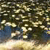 Static pixelated image with dense pattern of small squares in dark green, light yellow, and blue tones, no discernible subjects or text.