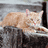 A ginger cat lies on a dark surface with text overlays changing from "I LOVE TIGGER!" to "FOREVER!" in blue pixelated font.