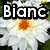 White daisy-like flowers with orange centers and green foliage background, overlaid with bold black-and-white text reading "Bianc" on left and "RULZ!" on right.