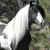 A horse's head in profile with a white blaze on its face, transitioning to a close-up of the eye and then text reading 'F-i-a-l-t' against dark background.