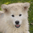 Pixelated image of a light-colored dog with dark eyes and nose, set against a green background, with blue text overlays reading "Awwwww look at his little face!" and "Now thats what you call CUTE!".