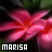 Animated pink flower with red center and green background, text 'MARISA' in pixelated font at bottom left.