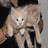 Four distinct cat images arranged in a , each showing different cats with varied fur colors and backgrounds