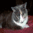 A cat with gray and white fur sits on a red surface, while two people appear in subsequent frames with a large question mark overlay.