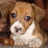 A brown and white puppy with blue eyes sits in a dimly lit setting, its head slightly tilted forward.