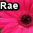 A pink flower with a dark brown center appears in four , each displaying the text "Rae" in white pixelated font on black backgrounds