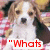 A dog with brown and white fur sits on a red-and-white checkered surface, with text appearing in segments across the image.