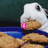 A white rabbit with brown ears holds a cookie in its mouth, has pink lips, and sits on a blue tray against a dark green background.