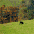 Four- shows a grassy hillside with a black horse, sheep, and distant mountains across two states of animation