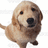 Pixelated dog with light brown and tan fur, black eyes and nose, mouth open in a smile, tail raised, standing against white background.