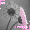 Animated contact sheet of a flower icon with pink and gray color scheme showing frame-by-frame animation changes in petal position.