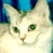 A 2x2 contact sheet of a white cat with green eyes in two frames, alongside partial text reading 'CoolBuddy.com' on a blue background.