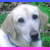 A 2x2 contact sheet of a dog-themed animated icon showing two distinct dogs and text in the bottom-left frame, with visible pixelation and color borders.