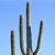 A pixelated image of four vertical cactus stems against a clear blue sky background with no visible text or additional elements.