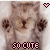 A 2x2 contact sheet of four animated frames showing a light brown cat lying on its back with paws up, each frame featuring the text "SO CUTE" in different colors and styles alongside heart or arrow symbols.