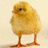 Yellow chick with brown feet stands against light background; red display blue text 'Whats Up Chick' and 'Whats up CHICK<3'