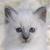 A static pixelated image of a white cat's face with dark eyes and nose, ears perked up against a light background.