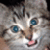 A pixelated image of a cat's face next to text reading "what are you looking @?" in a contact sheet layout with two frames.