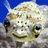 Pixelated image with four quadrants: top-left shows a fish-like creature, top-right two people smiling, bottom-left text on pink background, bottom-right empty gray space.