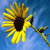 A pixelated sunflower with yellow petals and a dark brown center against a blue gradient background.