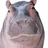 Pixelated hippopotamus head on white background with blue text on brown and gray