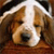 A static pixelated image of a dog's face with light brown and white fur, dark eyes, and a black nose, set against a blurred brown background.