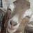 A pixelated goat face with brown and white fur, closed eyes, and a pink nose appears in the top-left quadrant of a four-quadrant