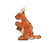 Brown kangaroo with white underbelly in multiple poses against gray background, showing side and front views.