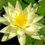 A static pixelated image of a white water lily with a yellow center, surrounded by green foliage and dark patches, rendered in a low-resolution style.