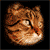 Animated sequence of a tiger's face showing closed eyes, partial eye opening, and wide-open mouth with visible teeth against black background.