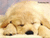 Pixelated image of a light brown puppy lying down with eyes closed, nose and mouth visible against a pale background.