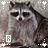 iconhell_xloserific_Raccoon