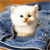 Animals icons for AIM, MSN, MySpace and Yahoo